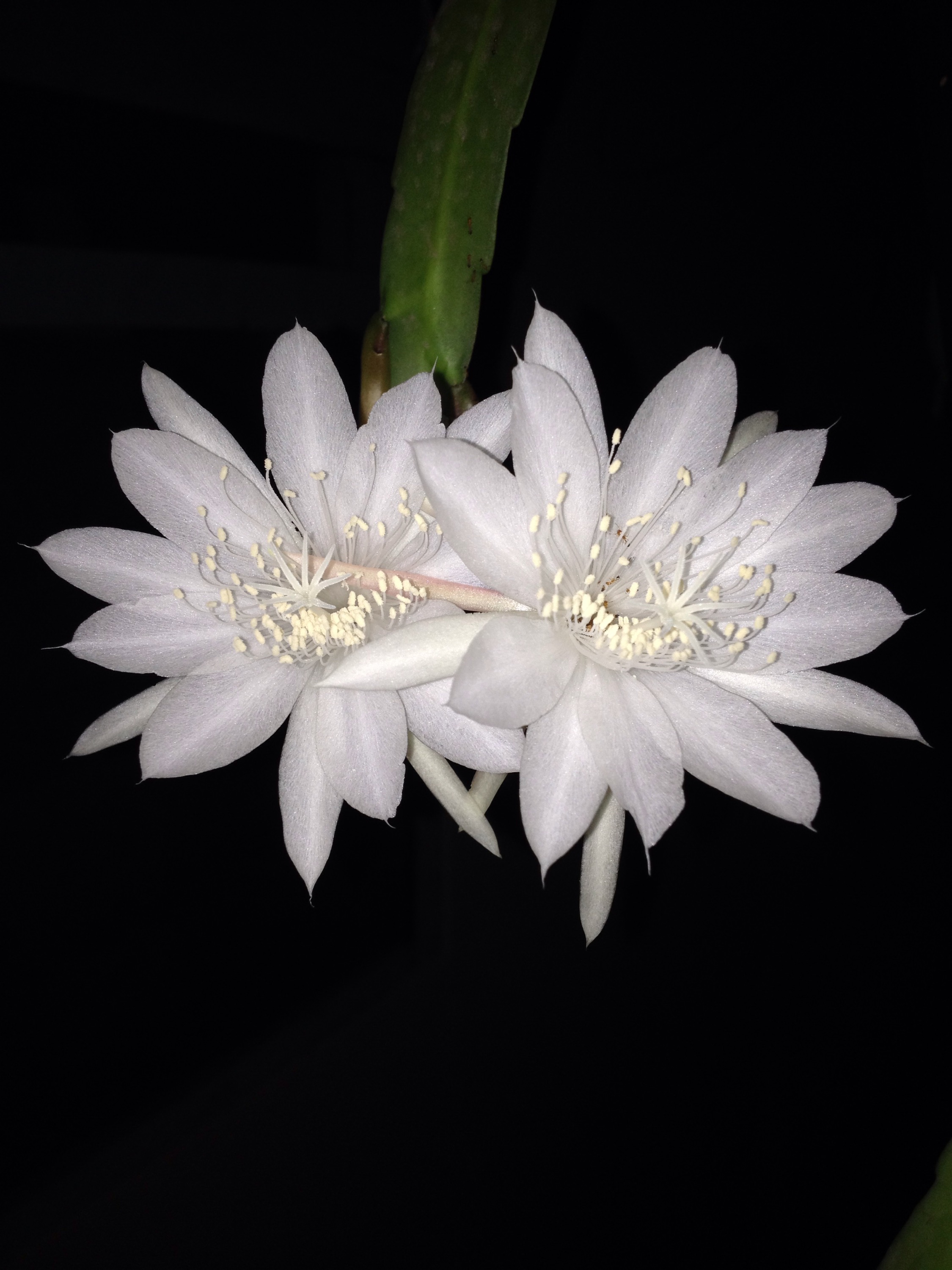 Bunga Wijayakusuma Epiphyllum Anguliger Dwipayana Cool S Blog